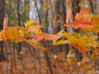 72022CrLe - Lunch time walk in the West Ridge Trails.JPG